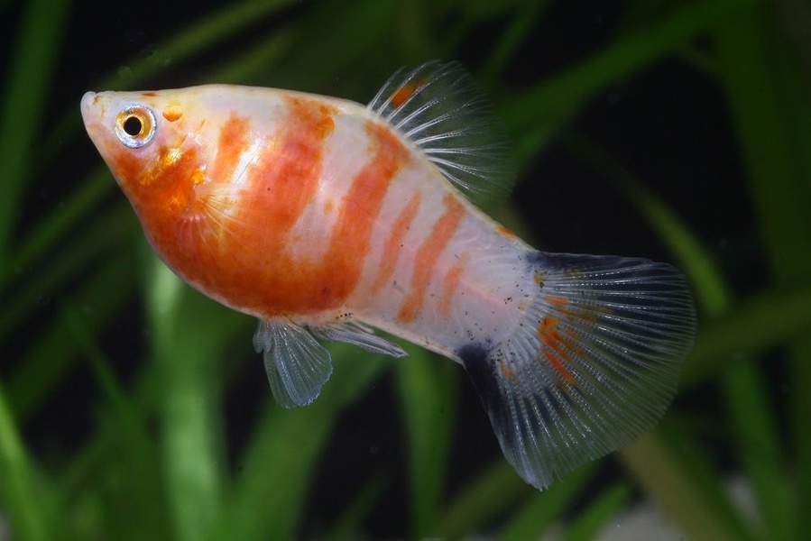 Xiphophorus maculatus tiger