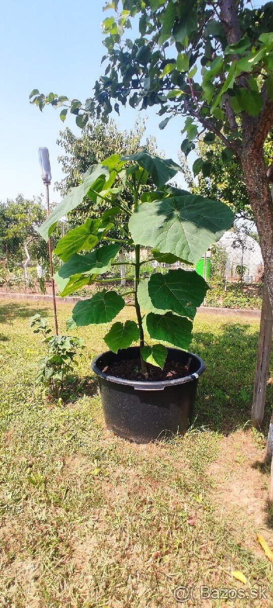 Paulownia Tomentosa - 3 ročná