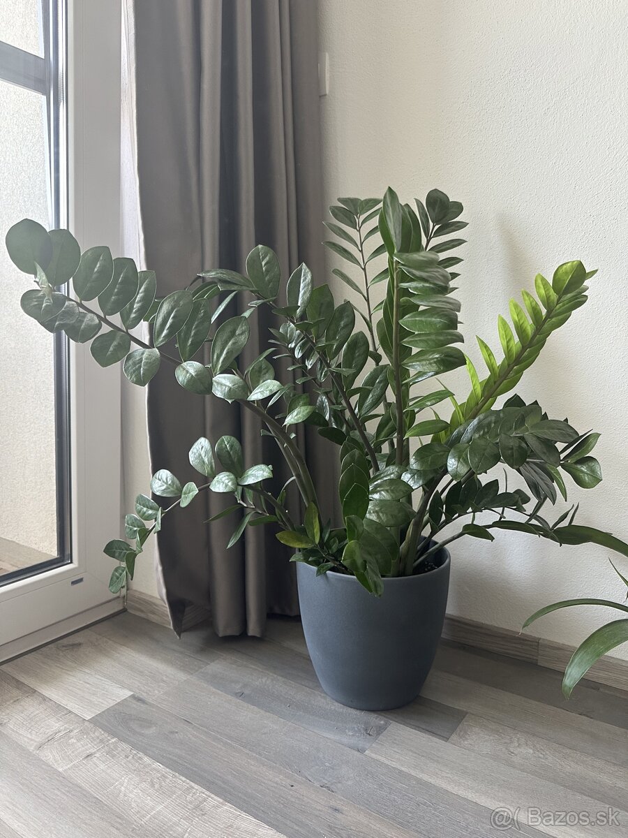 Zamioculcas zamiifolia + keramický kvetináč