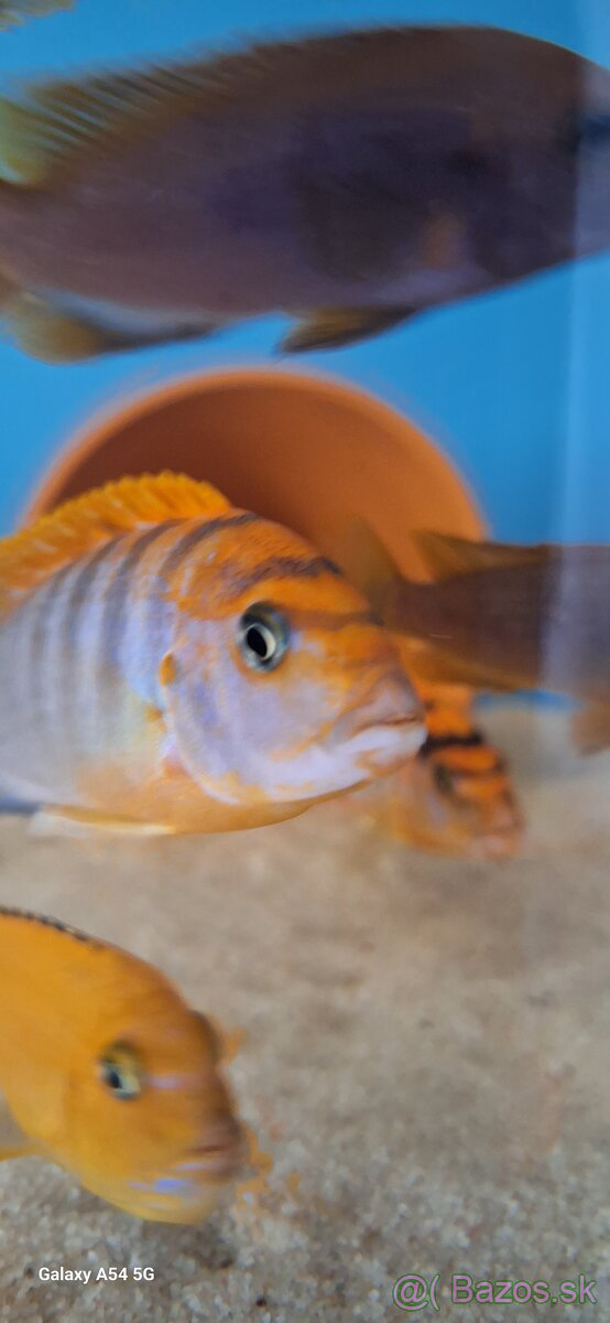 Labidochromis hongi sweden