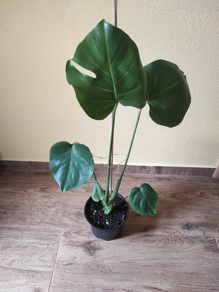 MONSTERA DELICIOSA