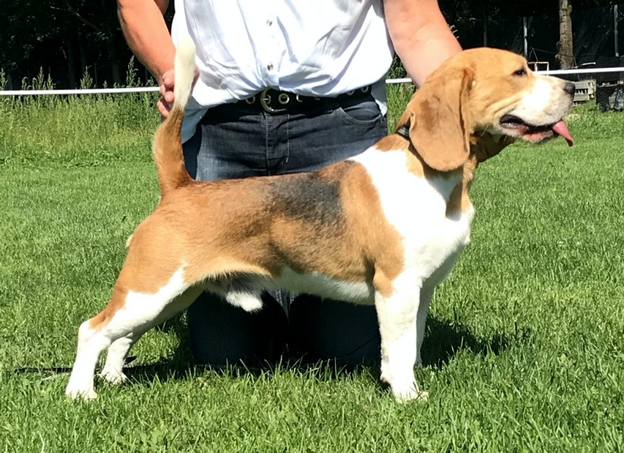 Bígel Beagle Bigl FCI - krytie