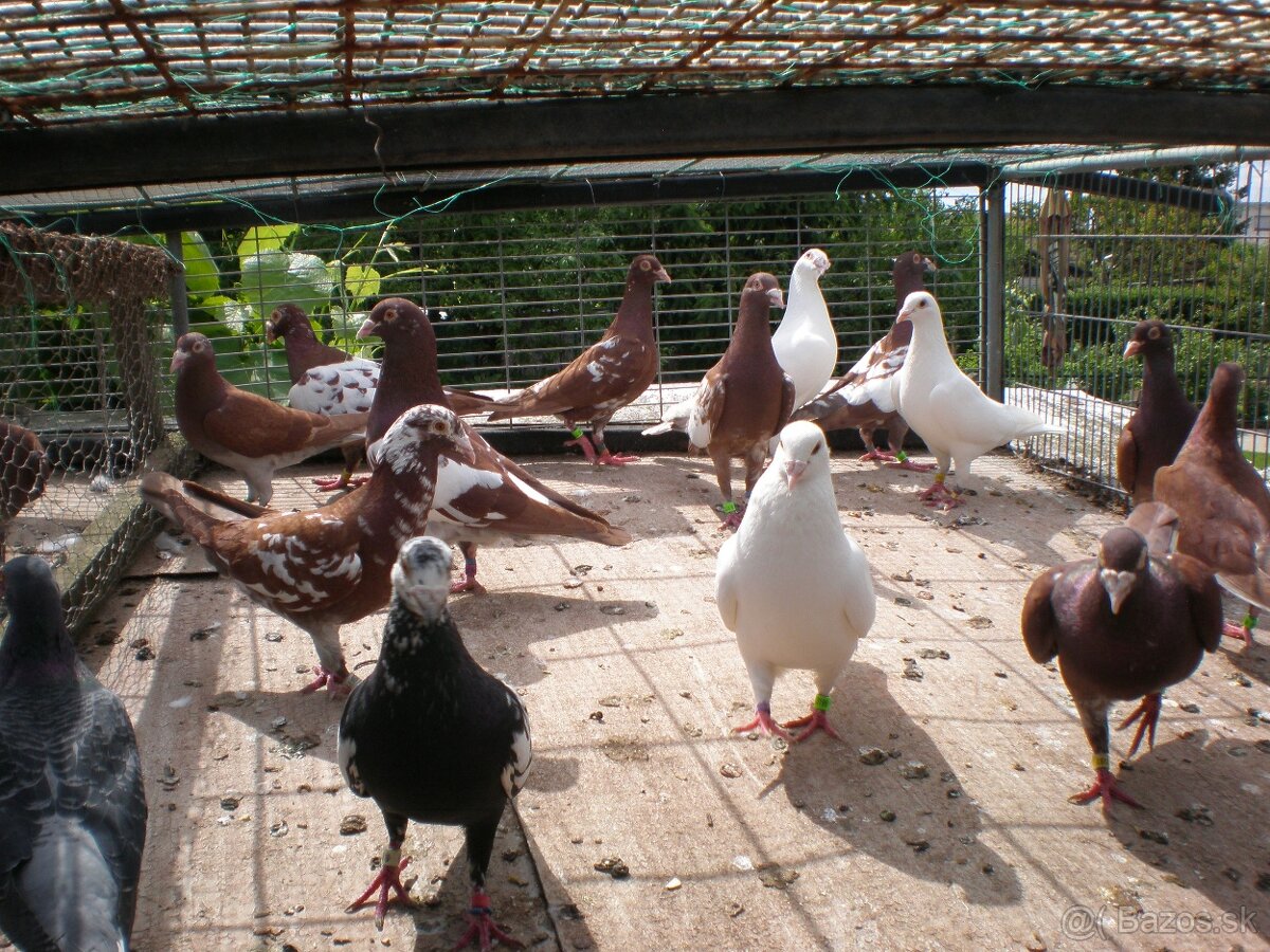 Poštové holuby Meulemans