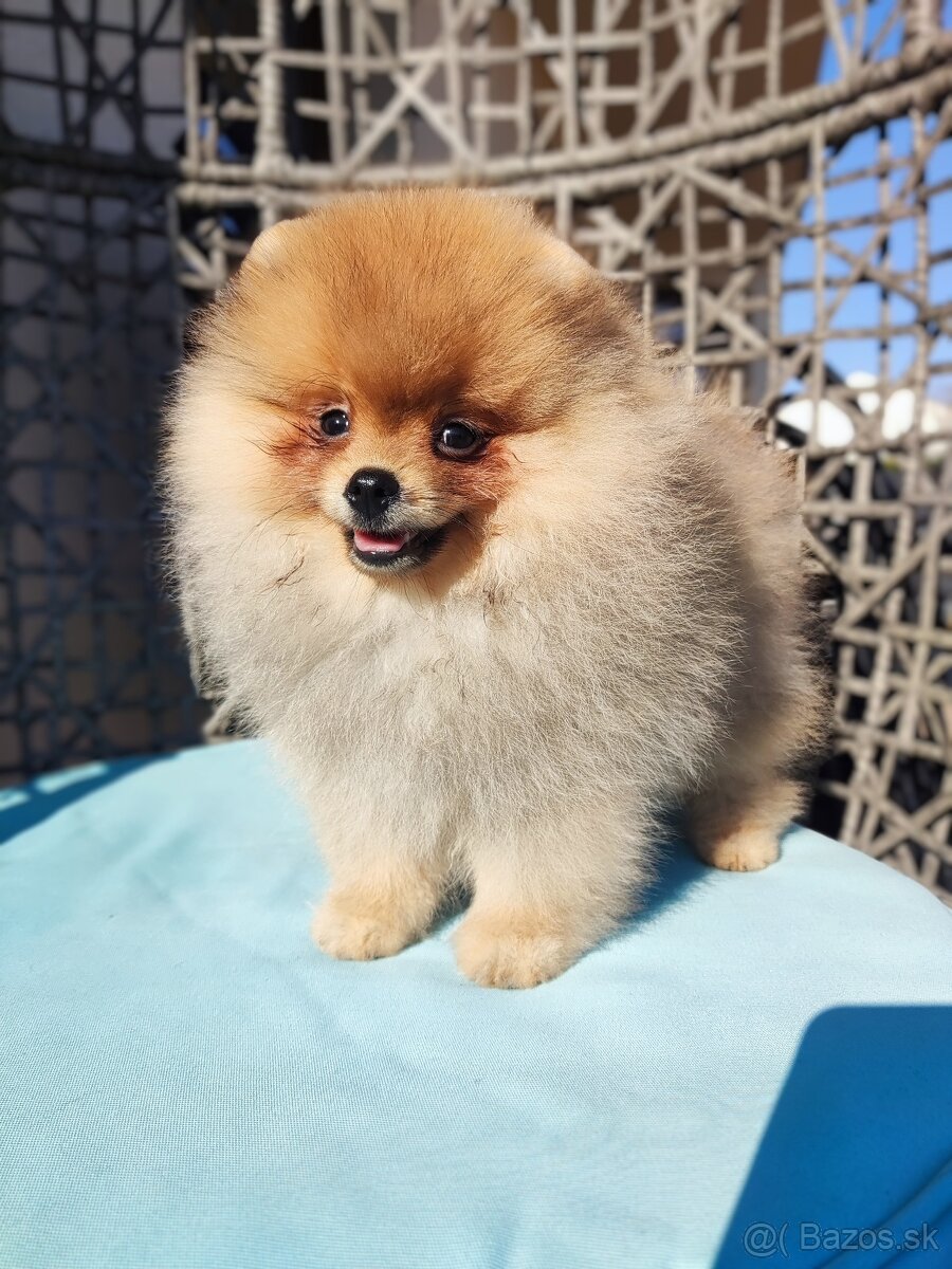 Pomeranian