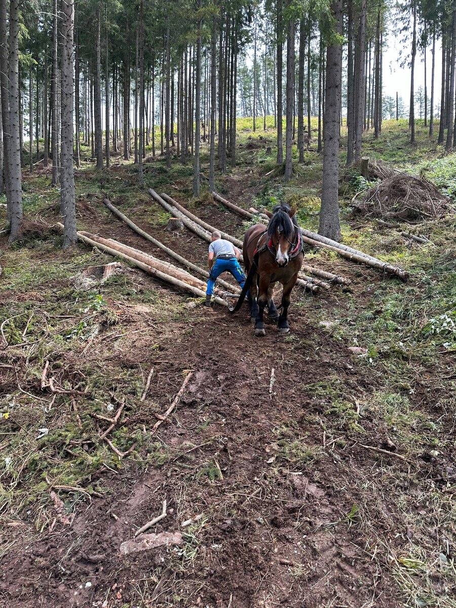 Predam ťažného žrebca