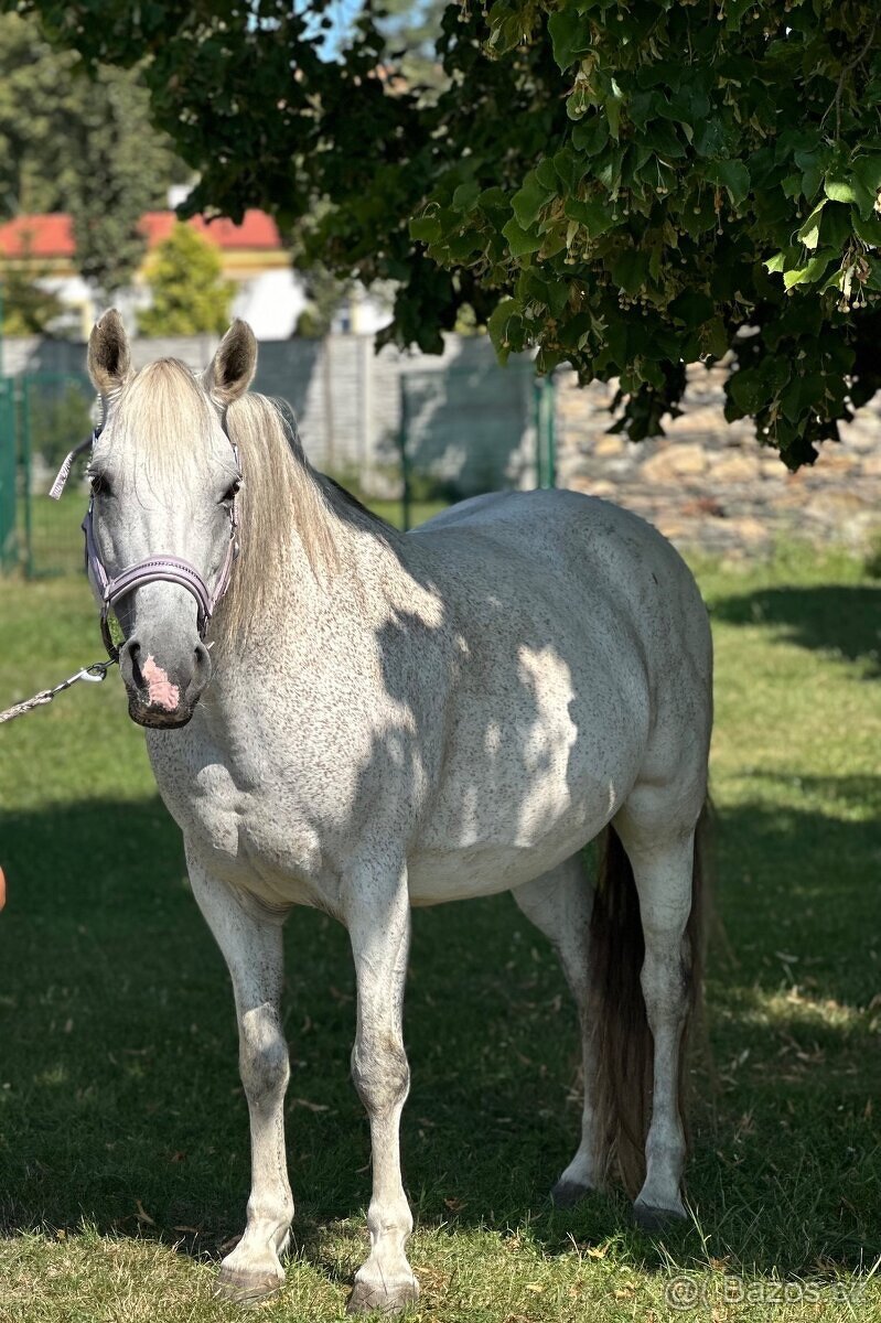 Wels part bred kobyla 145 cm mozna vymena