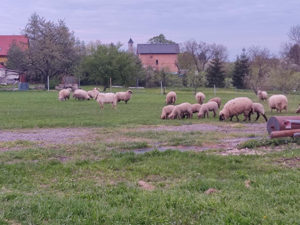 Predám jahňatá, kozľatá Decembrové