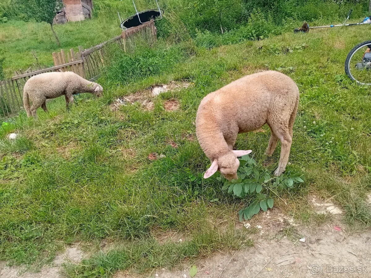 Predám jahnata 95 PLUS DOHODA