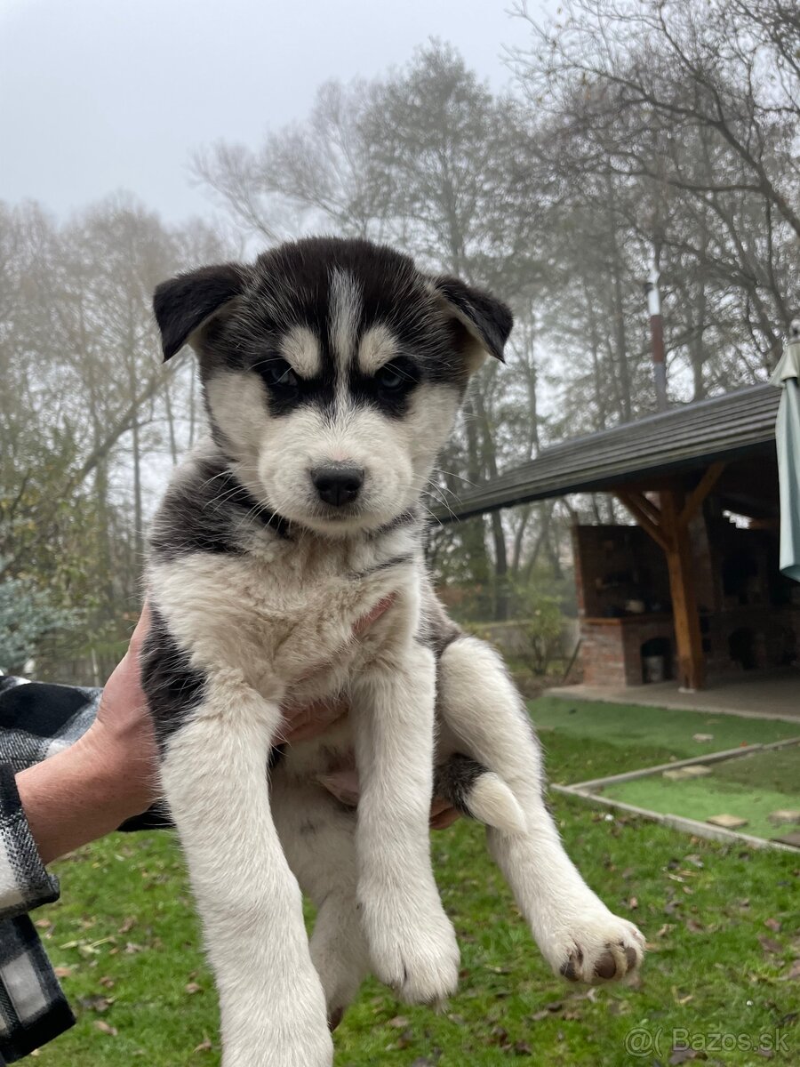 Šteniatka Husky