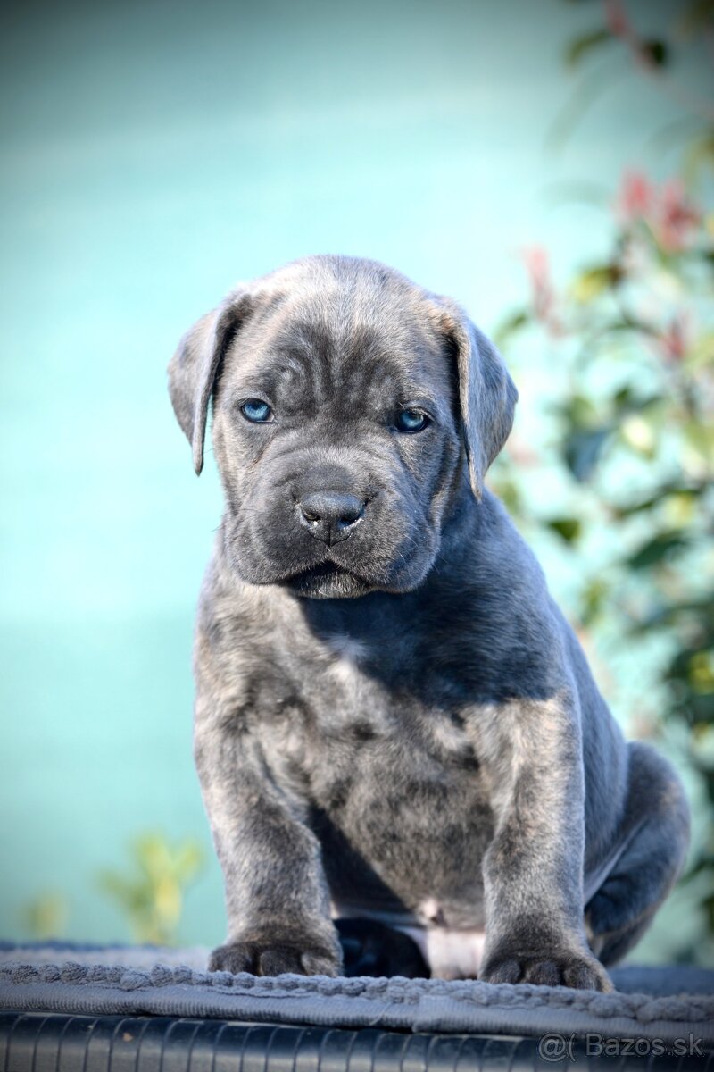 Cane Corso s PP FCI