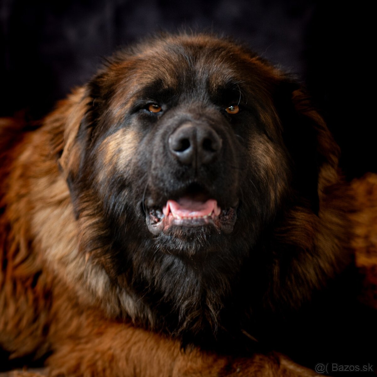 Leonberger krytie bez PP