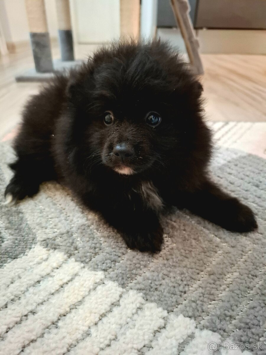 Pomeranian ,špic