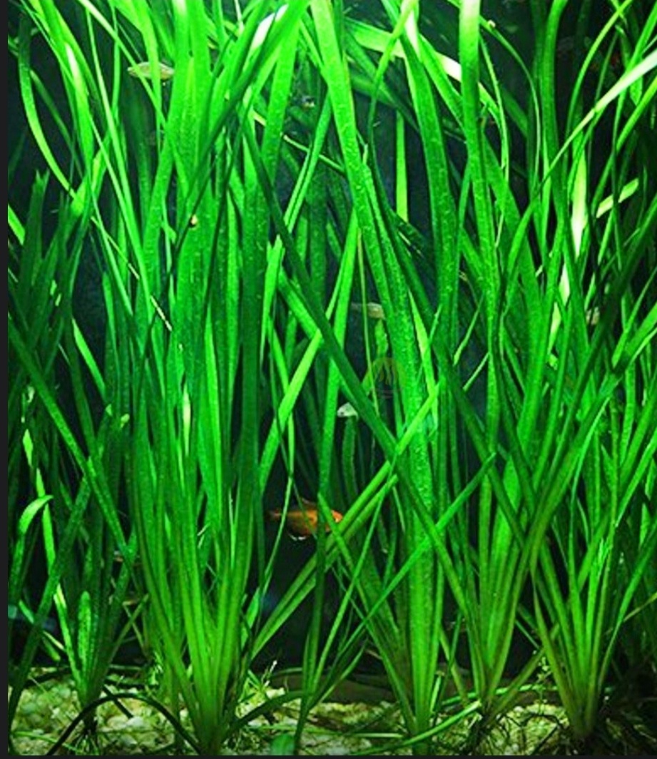 vallisneria spirális a cryptocoryne wendtii