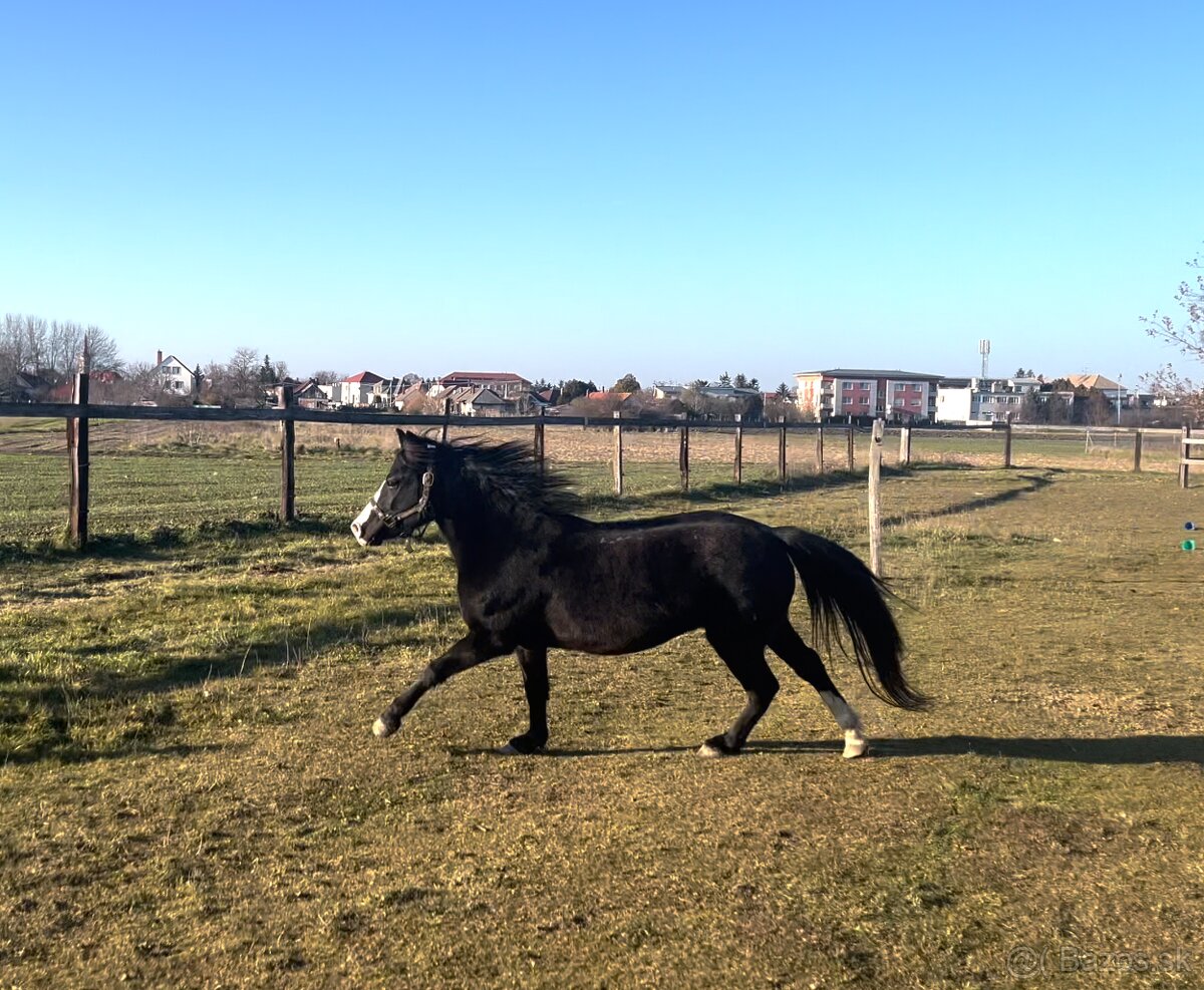 Športový pony, poník – predám 13 ročnú kobylu