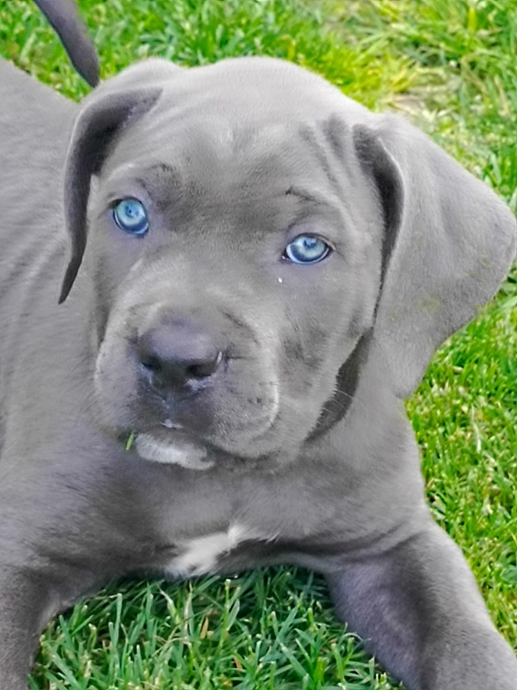 Cane Corso s PP