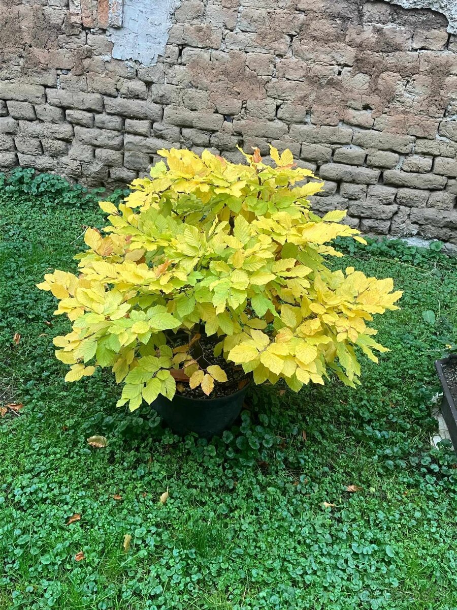 bonsai,bonsaj-BUK3