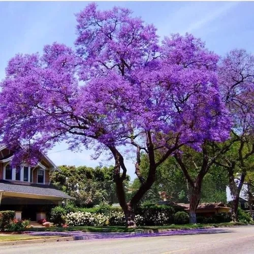 Paulownia stromčeky