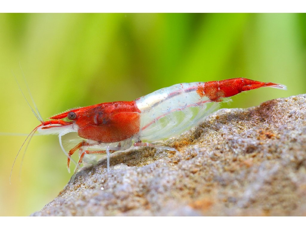 Krevetky neocaridina Red rilli