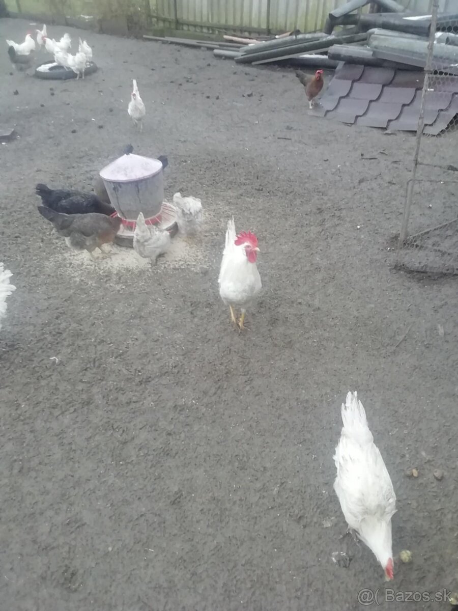 Cistokrvnne kohuty Leghorn