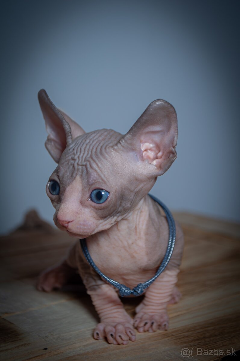 Kanadský Sphynx