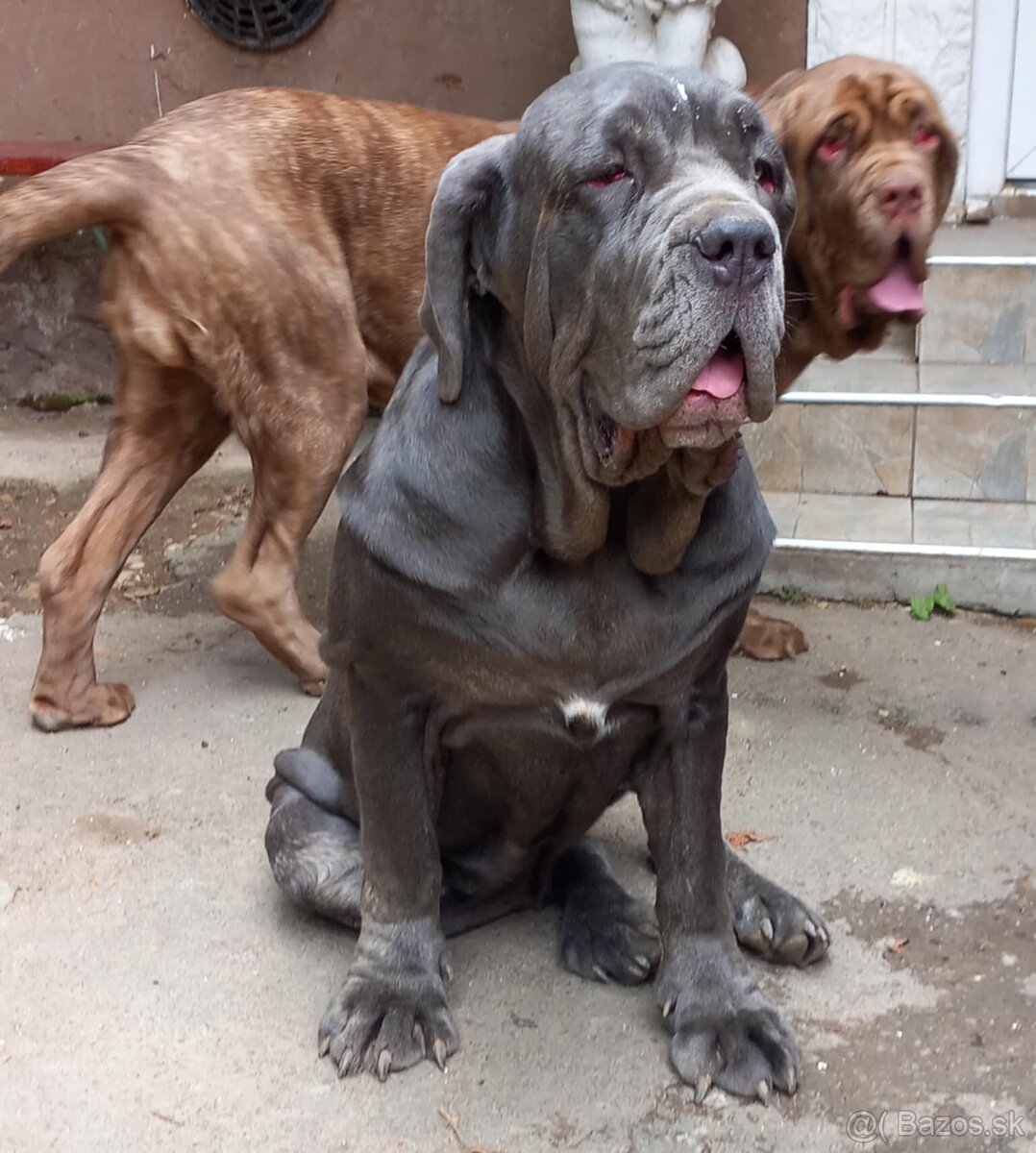 Neapolsky Mastin, Mastino Napoletano