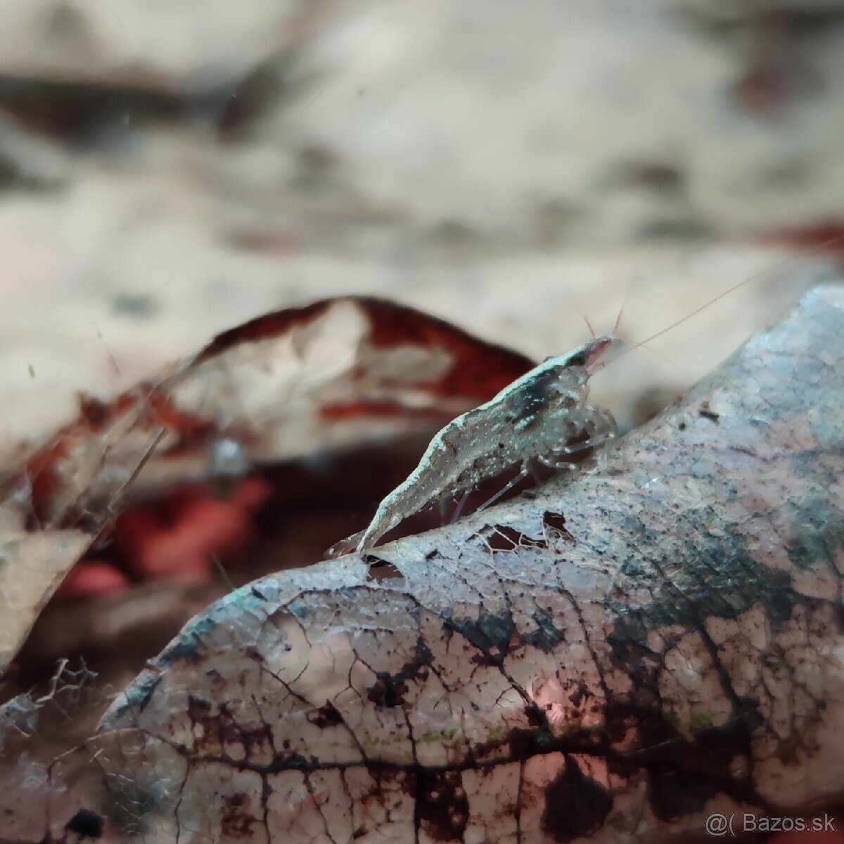 Neocaridina denticulata