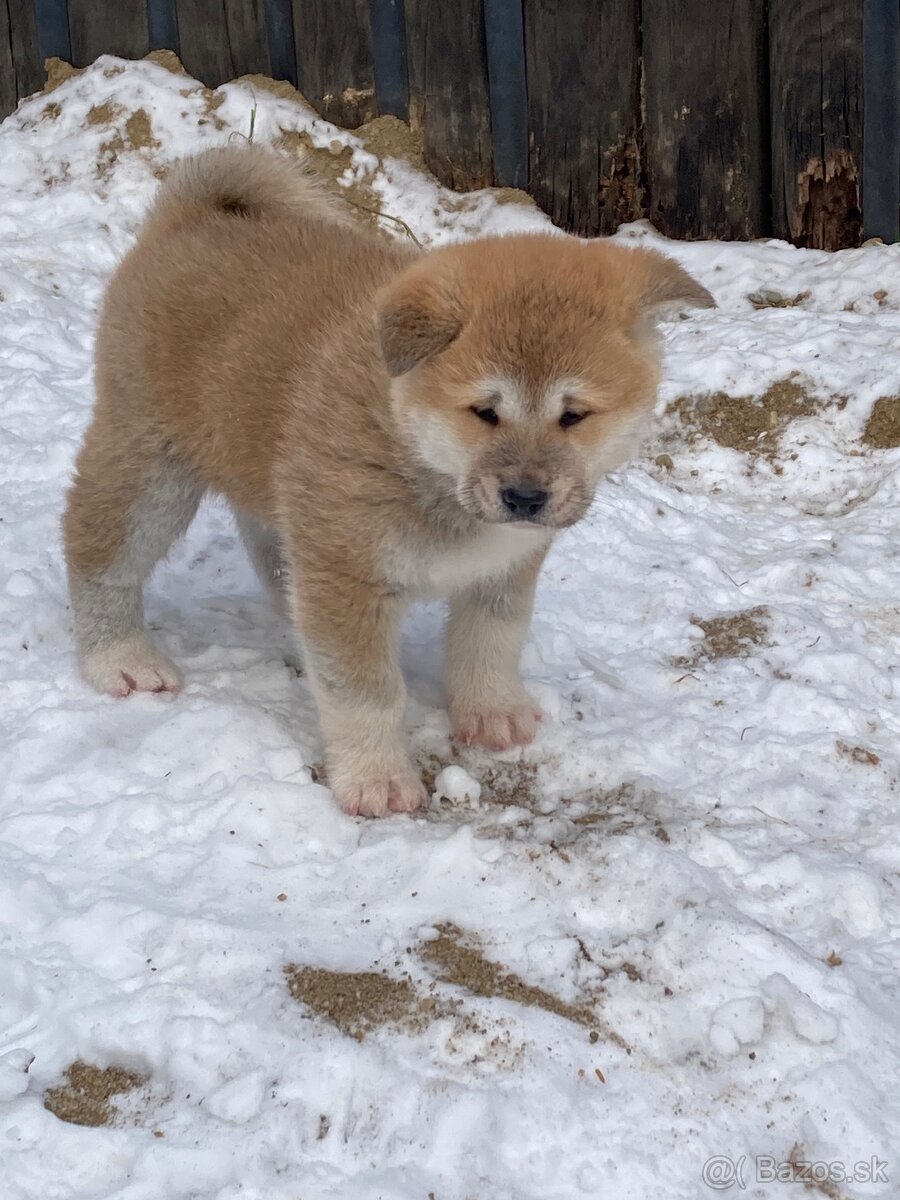 Akita inu