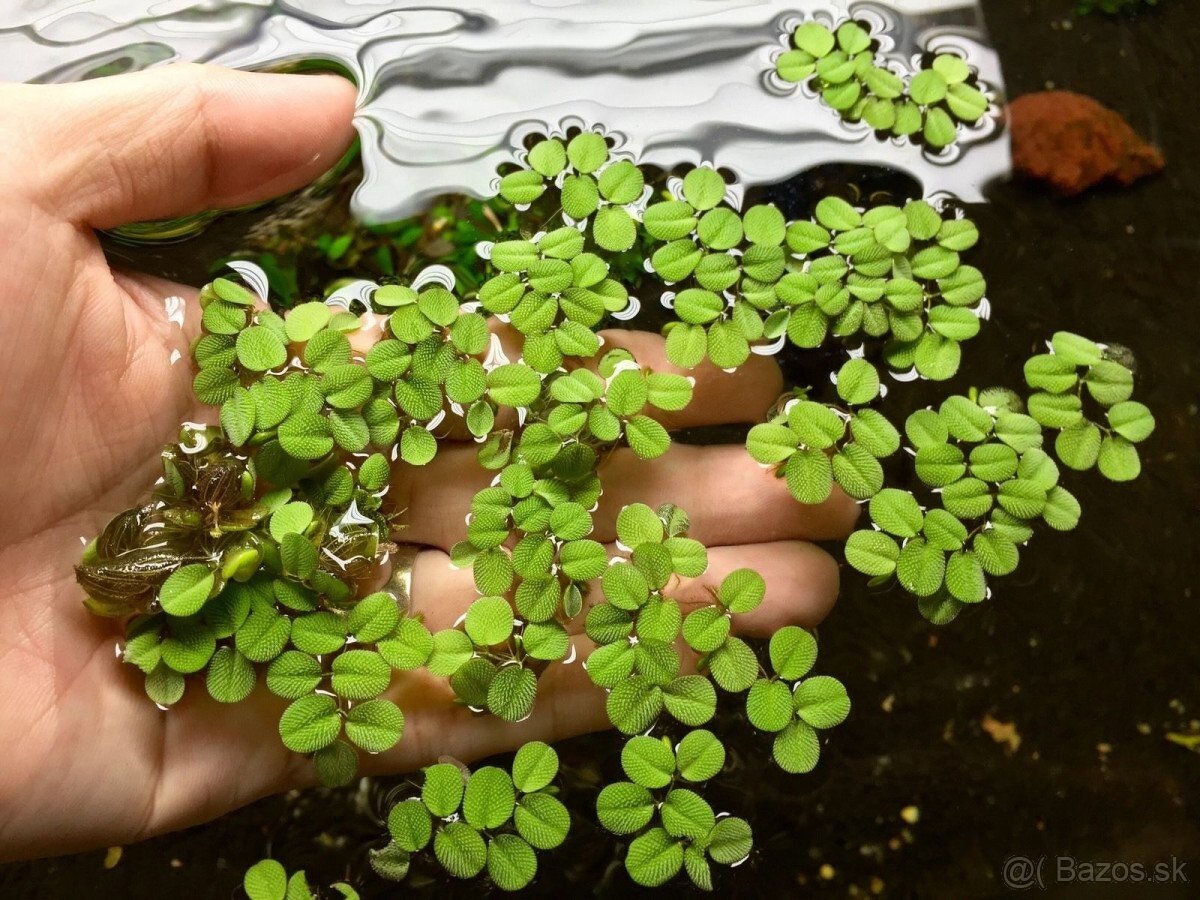 Salvinia natans