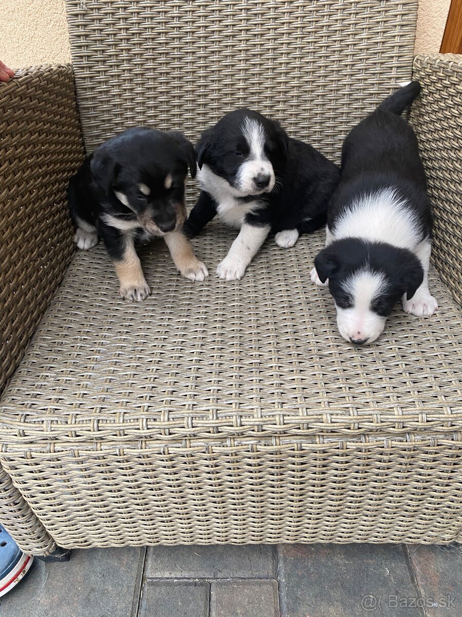 Šteniatka Labradora retrievera