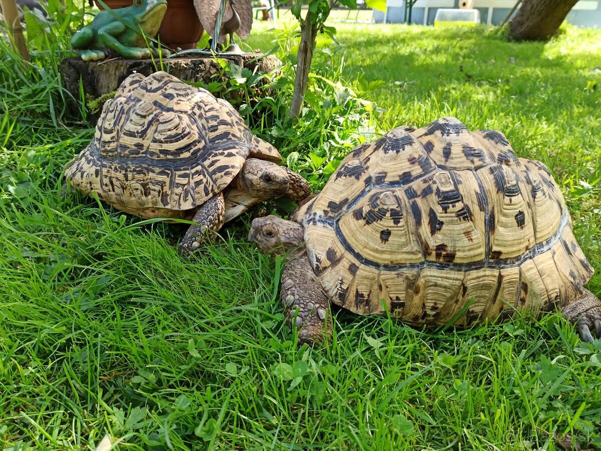 Domov pre suchozemské korytnačky leopardie a ostrohate.