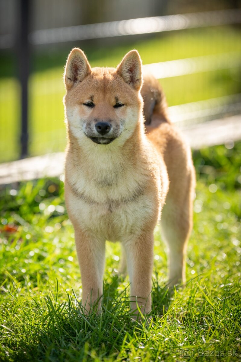 Shiba inu