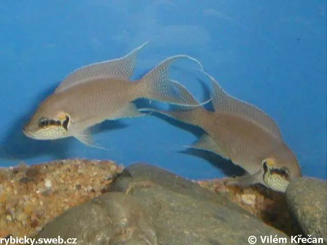 Neolamprologus brichardi (Princezná z Burundi)