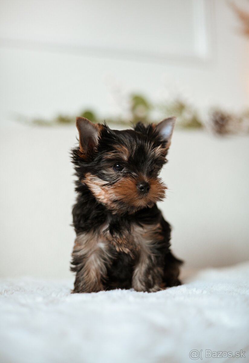 Šteniatka YORKSHIRE TERRIER s PP (FCI) rodokmeňom