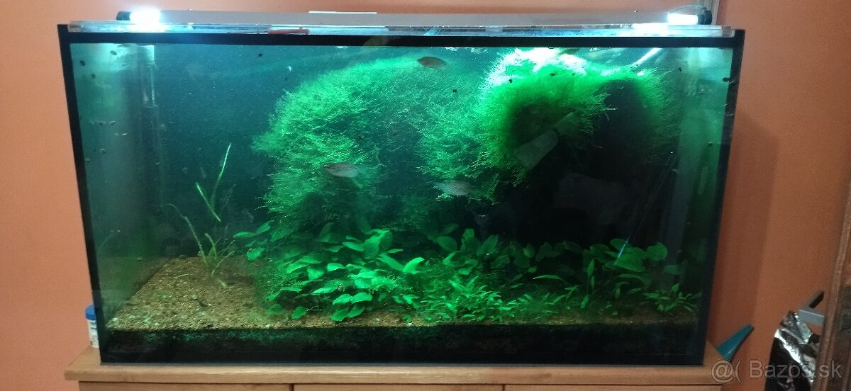 predam akvarium