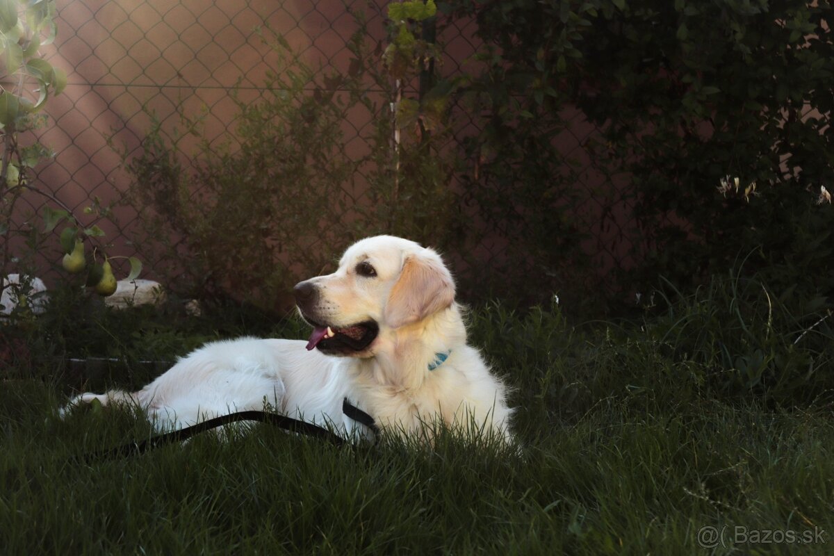 Zlaty retriever na krytie