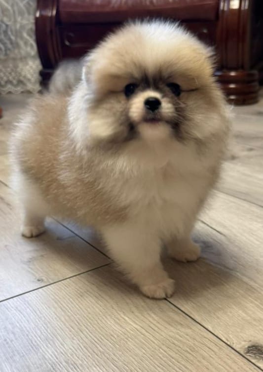 Pomeranian mini