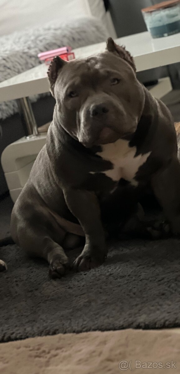 American Bully pocket s pp