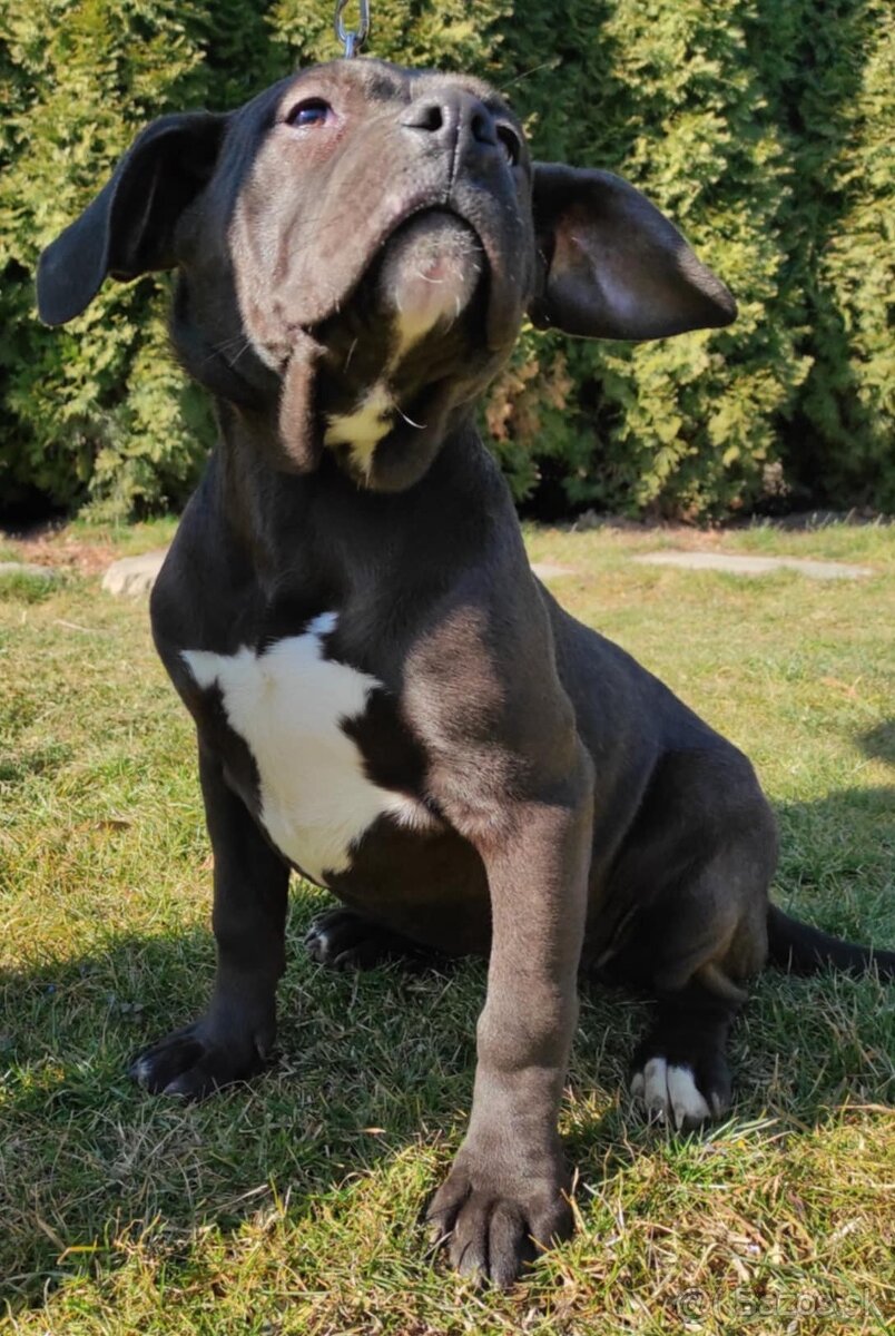 J&K bullys "ponúkame na predaj American bully Xl