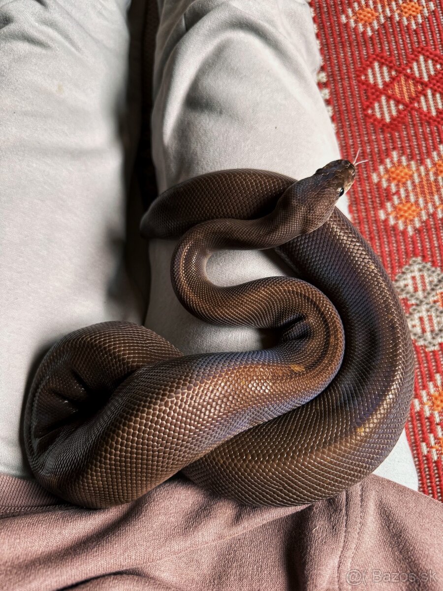 PYTHON REGIUS SAMICA 8BALL HET ALBINO