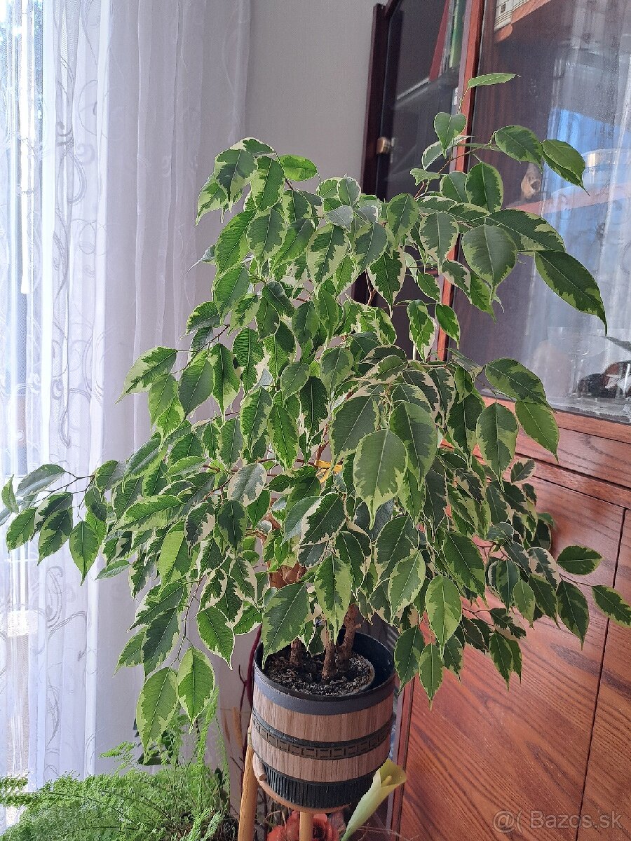 Ficus Benjamina