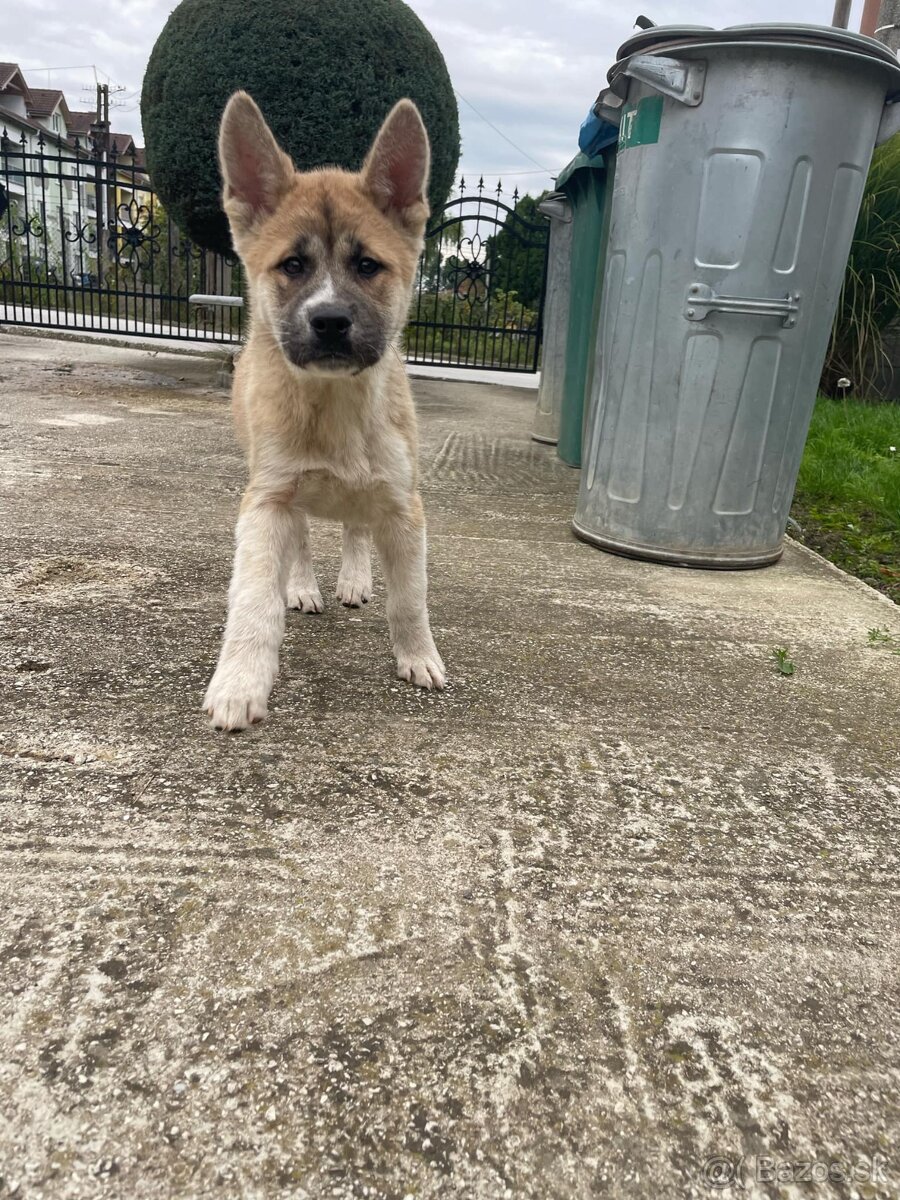 Akita Inu