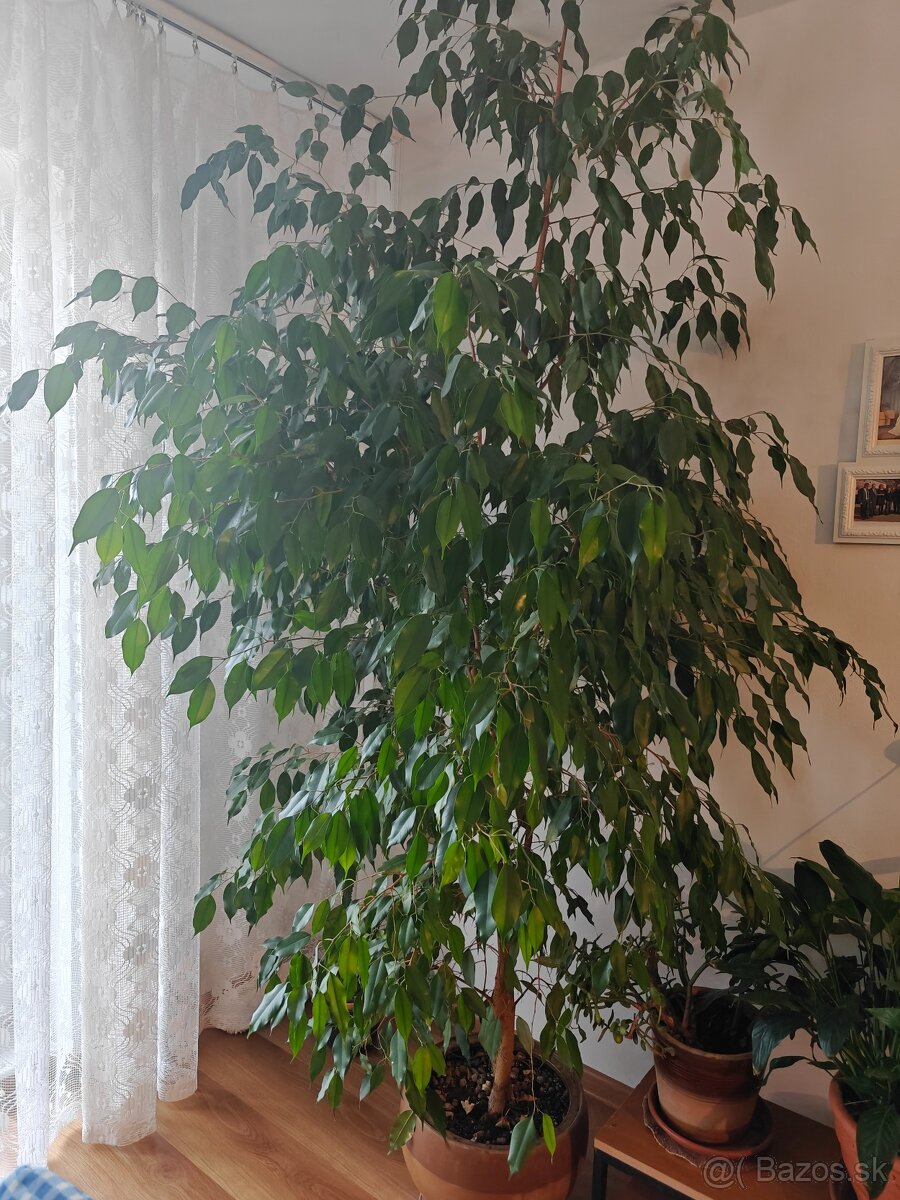 Predám Ficus Benjamina