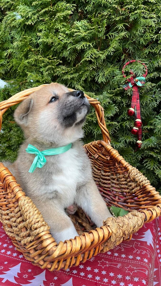 Šteniatka akita inu