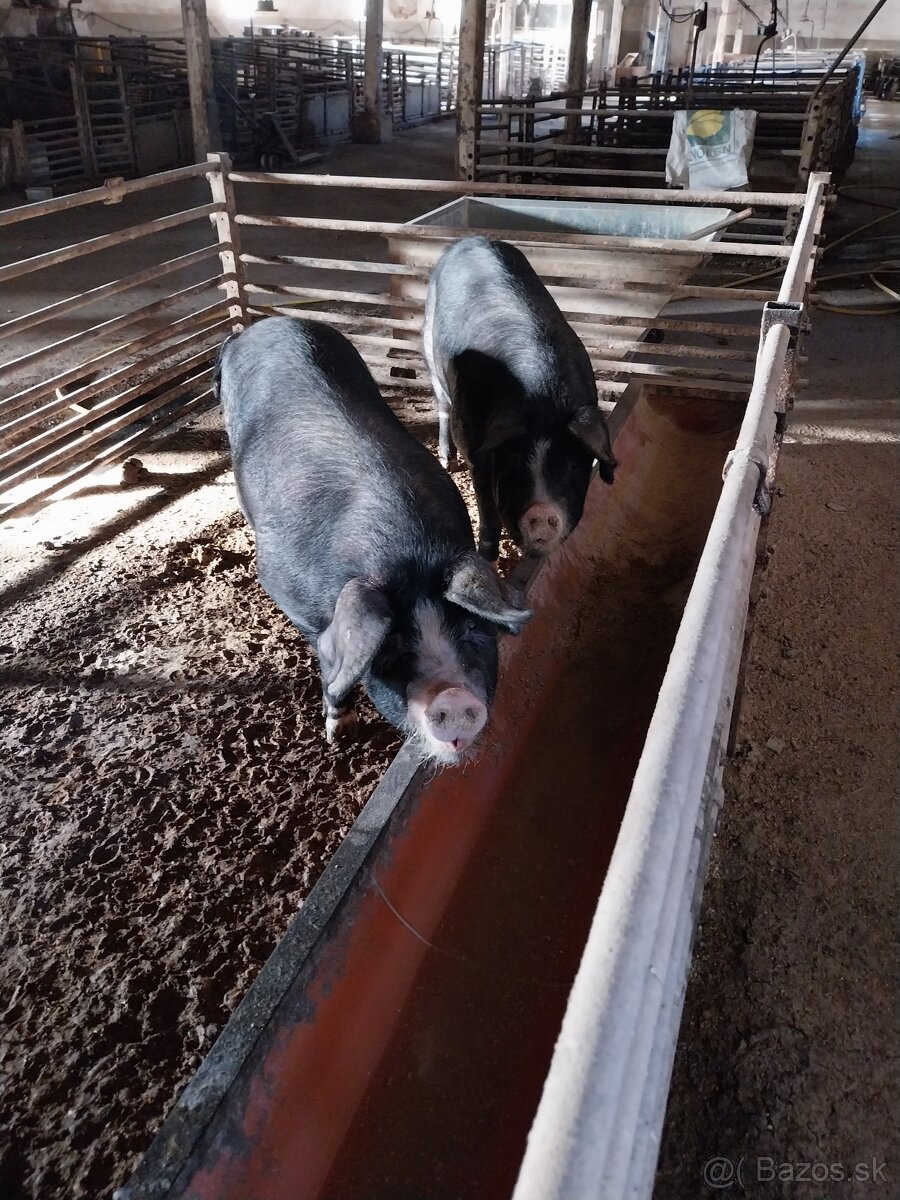 Jatocne ošípané na predaj