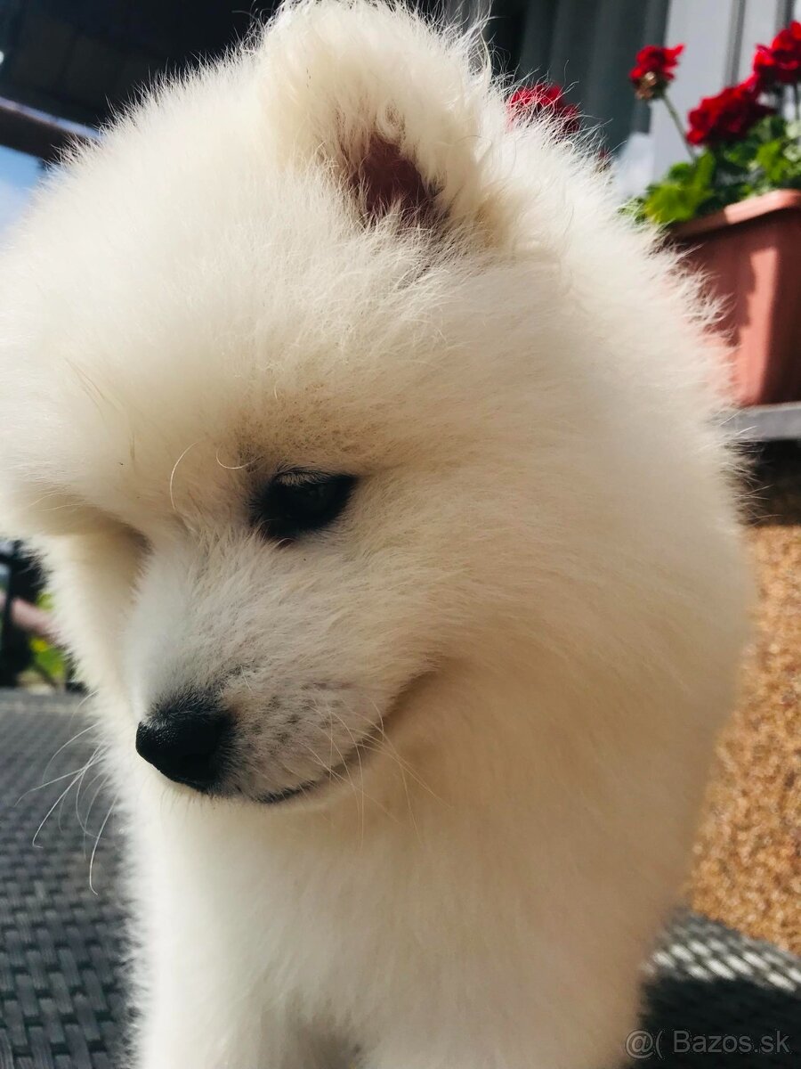 Samojed