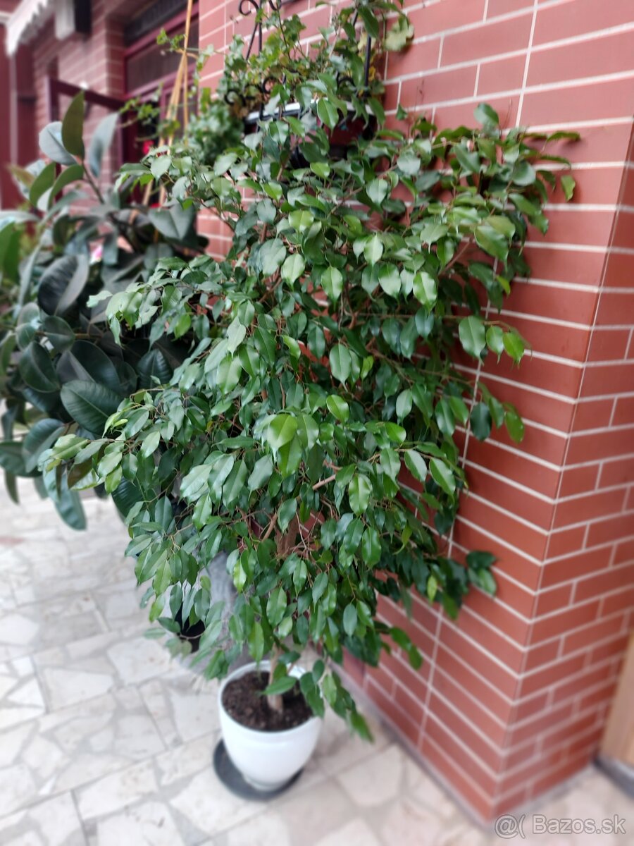 Ficus benjamin