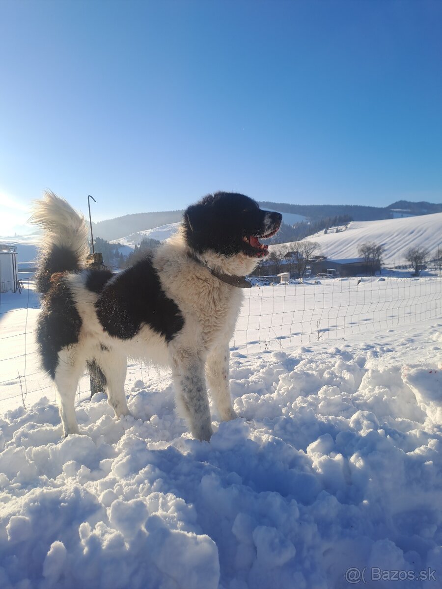 Rumunsky ovciak. Bukovina