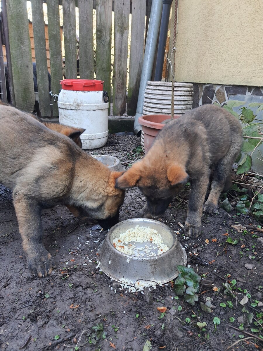 Nemecky ovčiak na darovanie