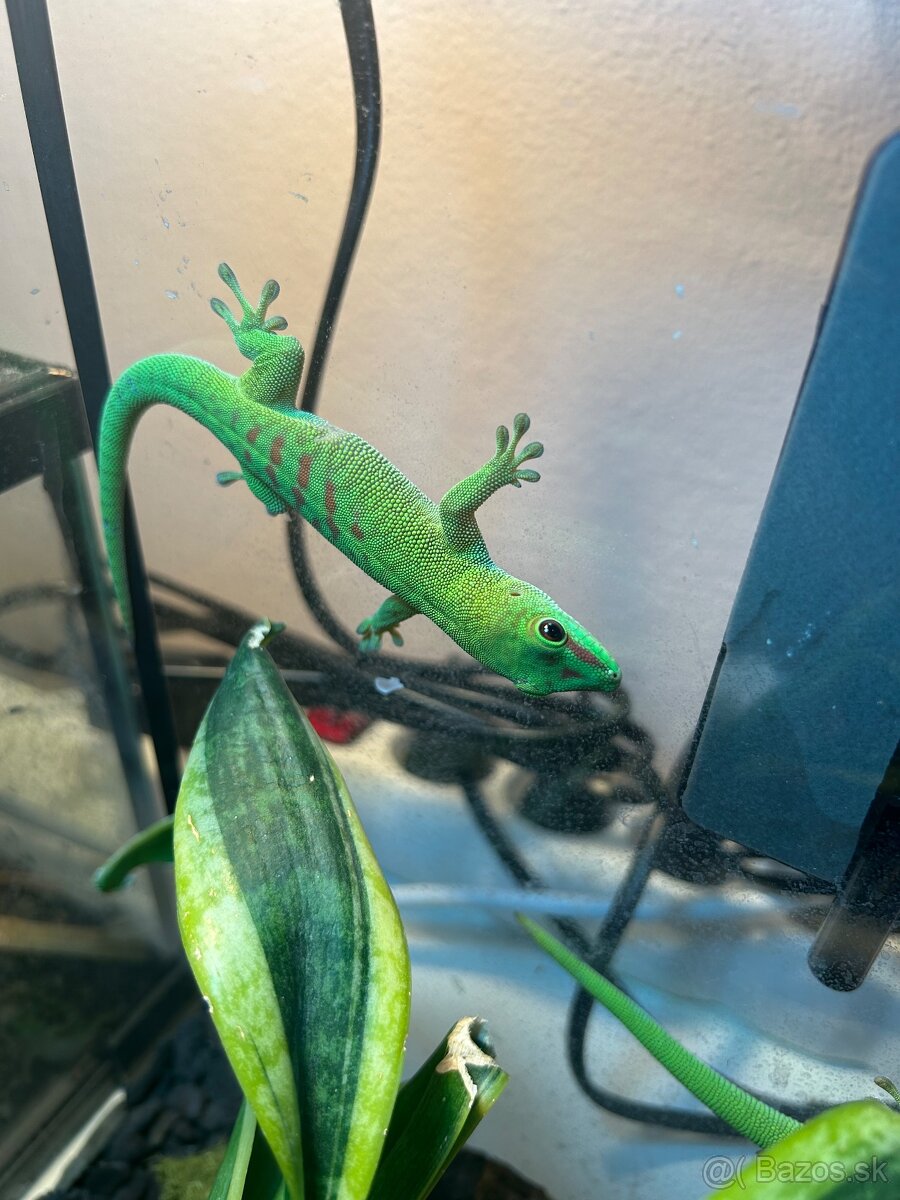 Felsuma madagaskarská | Phelsuma grandis | Gekon