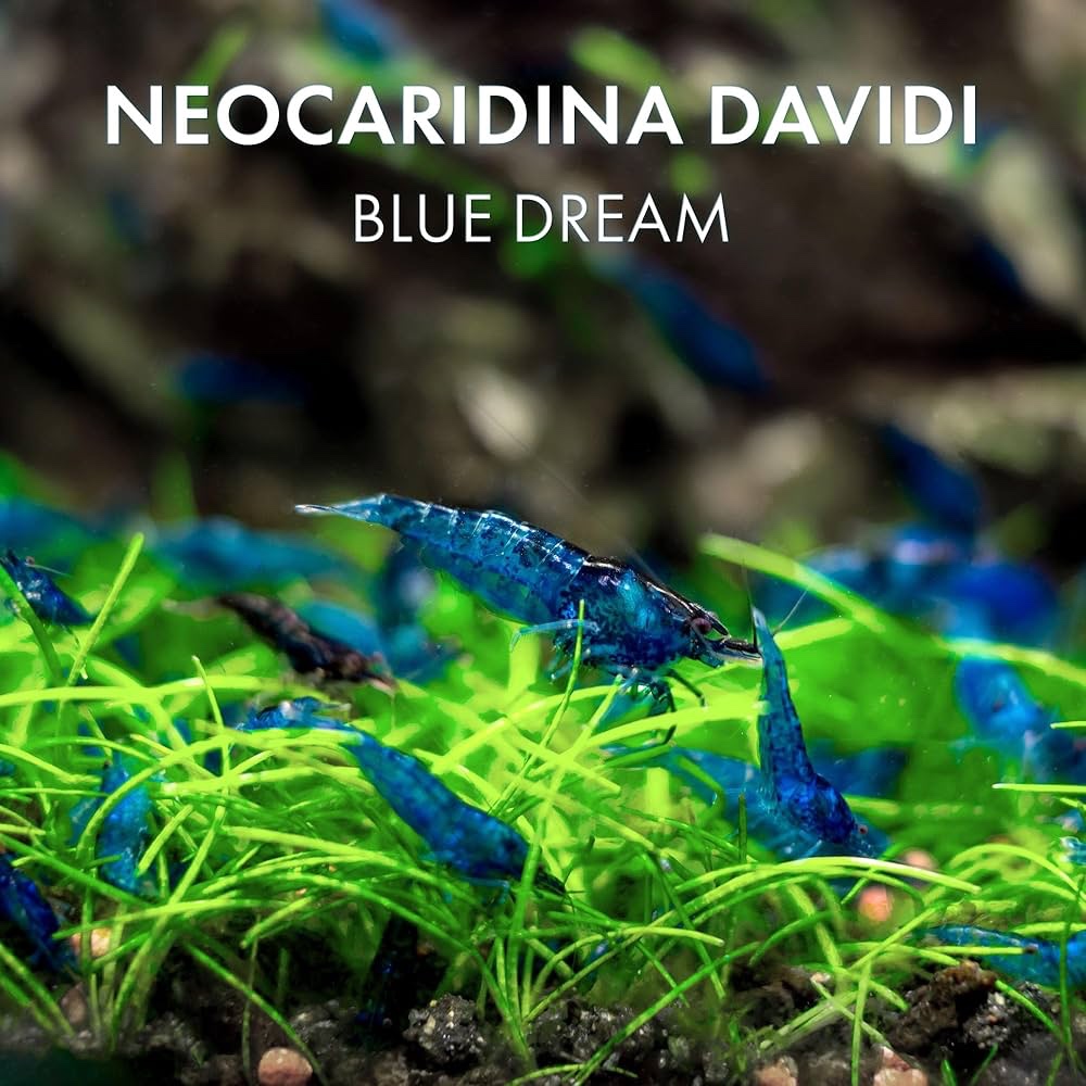 Blue dream (Neocaridina davidi) - Krevetky